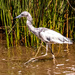 Juvenile Little Blue Heron!