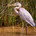 Great Blue Heron Searching the Reeds!