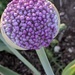 Allium day 7