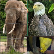 7th Jun 2025 - Animal Alphabet-E