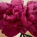 Peony Season 