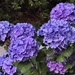 Deep purple hydrangeas.  Soil ph was just right! 