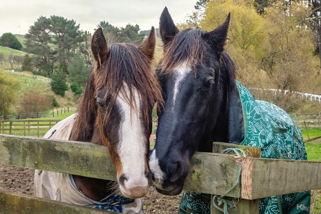 BFFs by helenw2