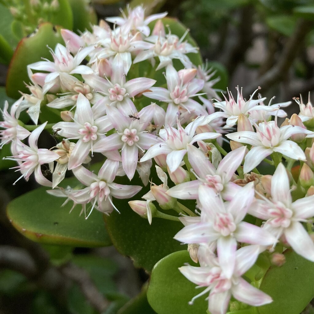 Starting to Pop by narayani