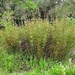 Peacock feather  bush..........