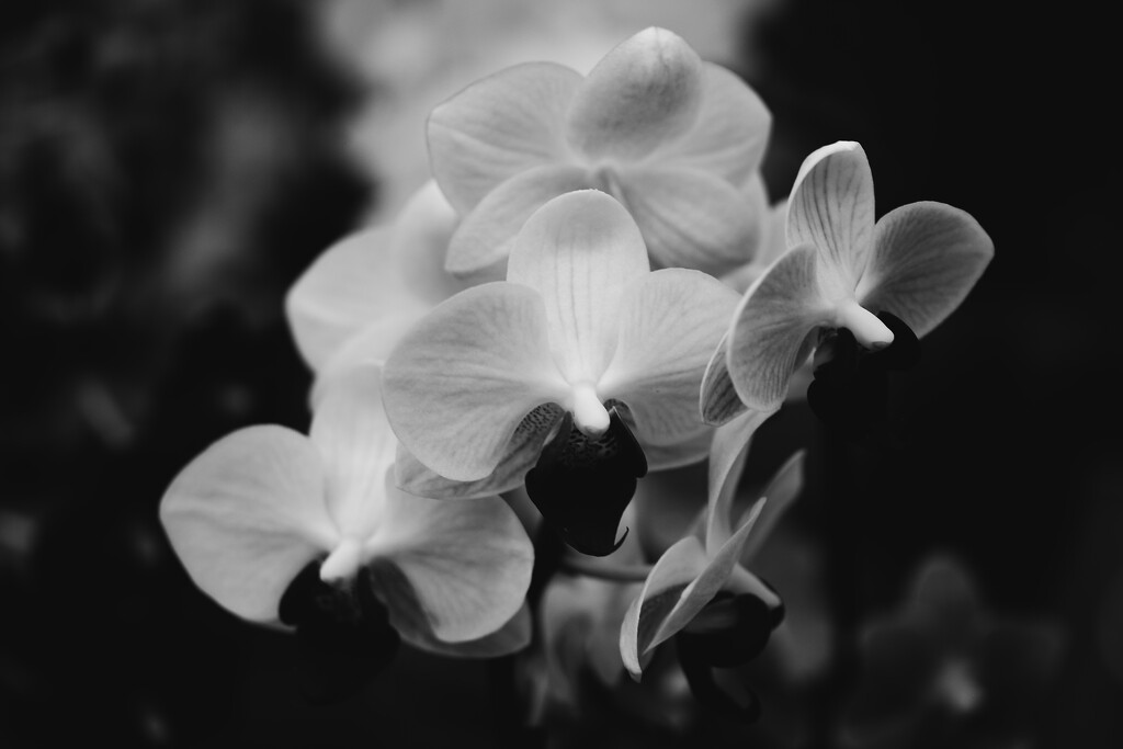 orchids by blueberry1222