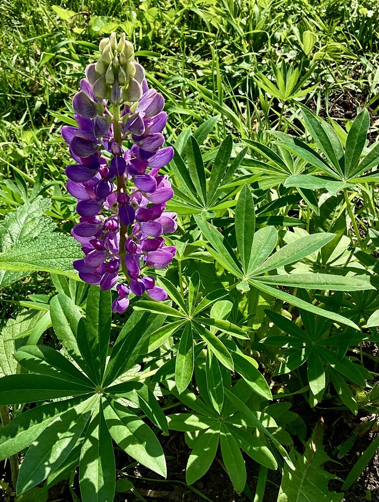 Lupine by vlc