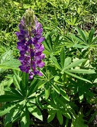 5th Jun 2025 - Lupine
