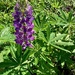 Lupine