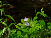 3rd Jun 2025 - Wildflowers