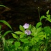 Wildflowers