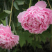 Peonies
