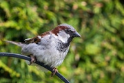 7th Jun 2025 - Sparrow