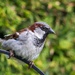 Sparrow