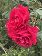 7th Jun 2025 - Roses