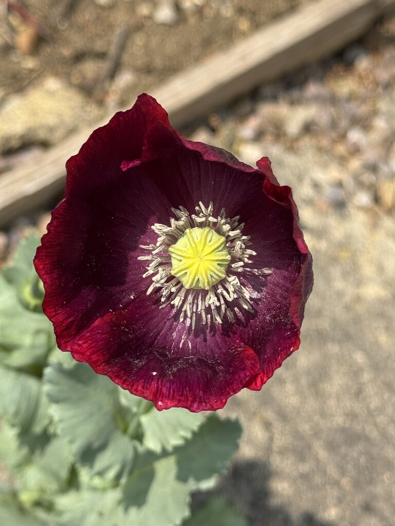 Burgundy Poppy by anataliogmailcom