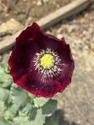 3rd Jun 2025 - Burgundy Poppy