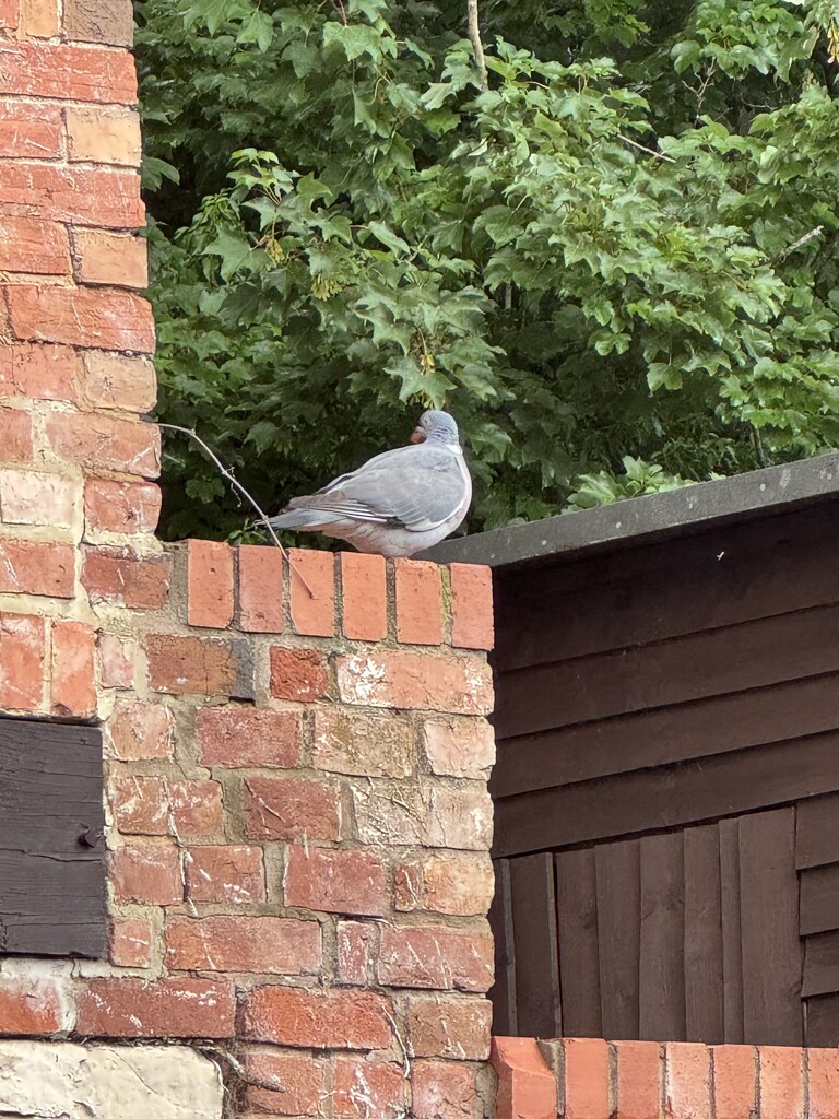 My. Pigeon  by anataliogmailcom