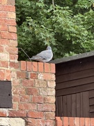 6th Jun 2025 - My. Pigeon 
