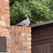 My. Pigeon 
