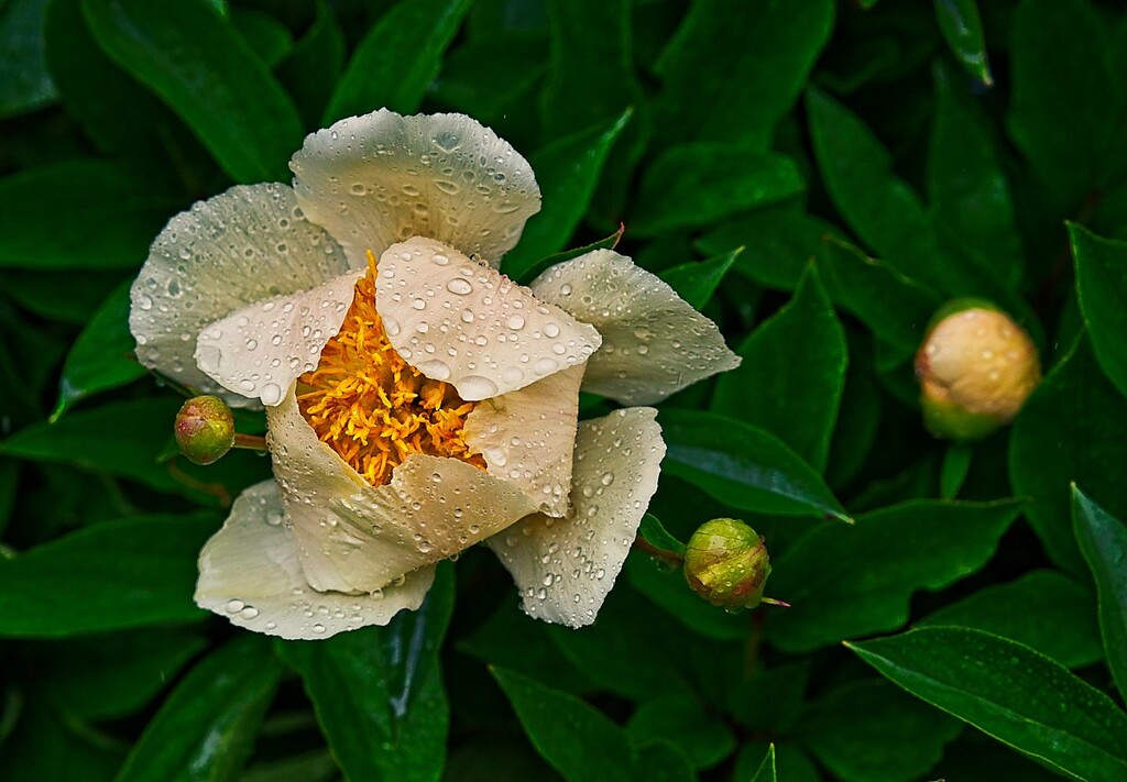 Claire de Lune with Rain Drops  by gardencat