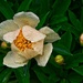 Claire de Lune with Rain Drops 