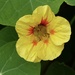 Just a humble Nasturtium......