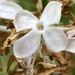 Wild Lilac