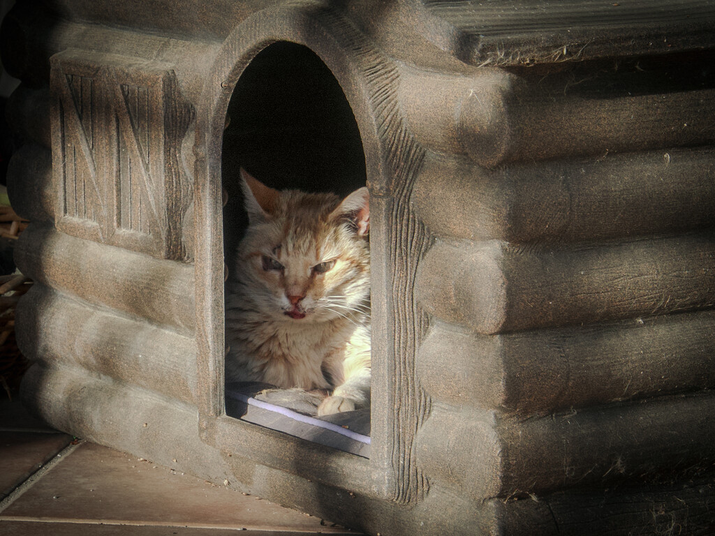 Mimí - the cat by matsonnestam