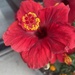 Pretty colors
