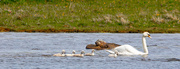 7th Jun 2025 - Clickimin Cygnets