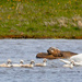 Clickimin Cygnets
