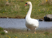 7th Jun 2025 - Big Bird