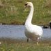 Big Bird