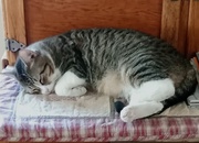 5th Jun 2025 - Sleepy Pippi 