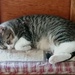Sleepy Pippi 