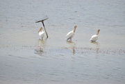 6th Jun 2025 - A Trio Of Pelicans