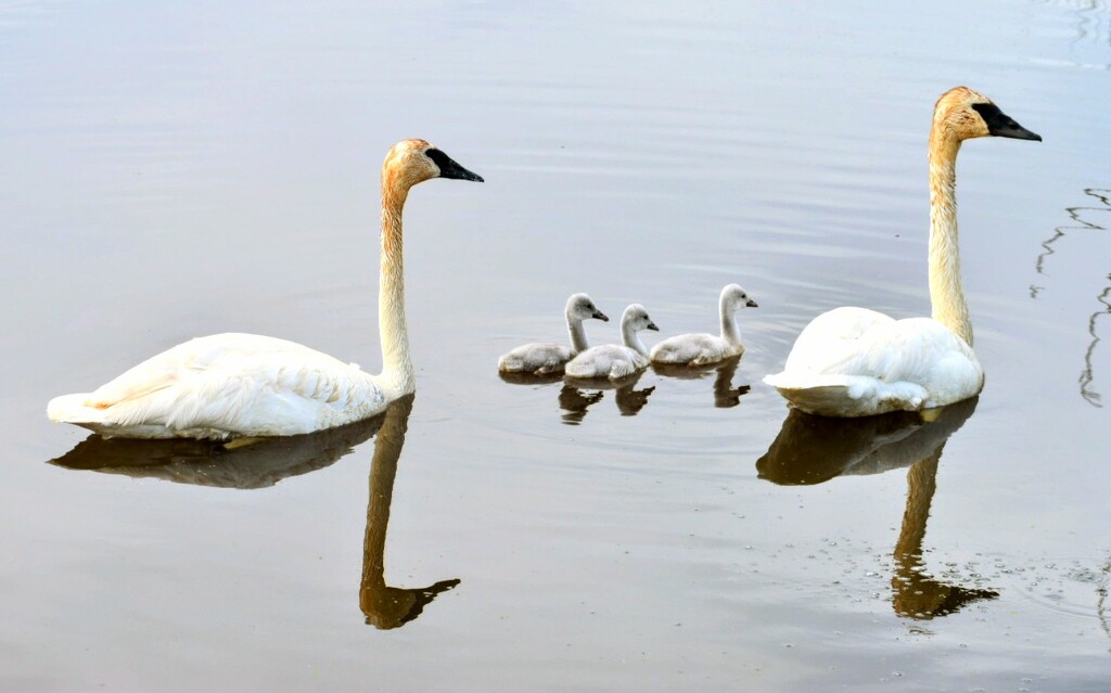 Swan Family by bjywamer