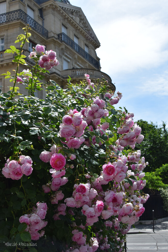 Parisian roses by parisouailleurs