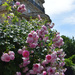 Parisian roses