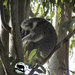 klassic koala