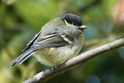 7th Jun 2025 - Fledgling