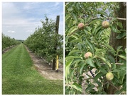 7th Jun 2025 - Espaliered apples.