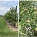 Espaliered apples.