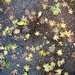 Starry Starry Pavement