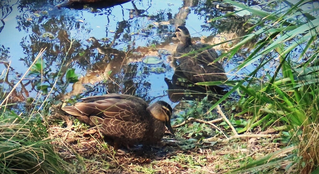 Pacific Black Ducks ~ by happysnaps