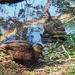 Pacific Black Ducks ~