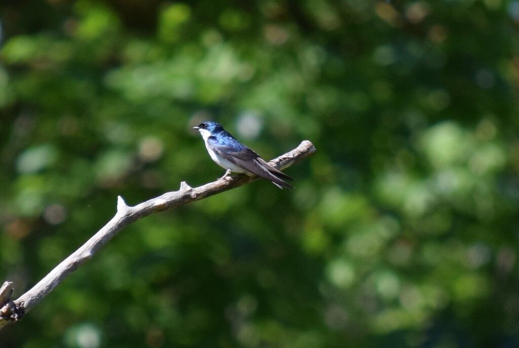 Tree Swallow by richyoung
