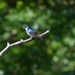 Tree Swallow