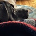 My other guy